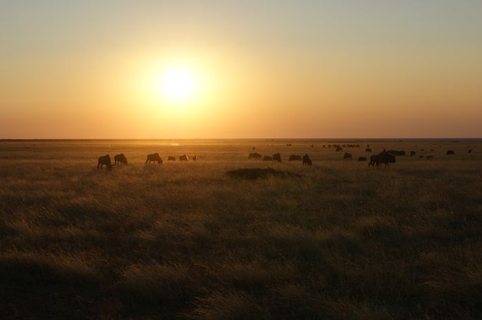 Steppe bei Nacht                                  