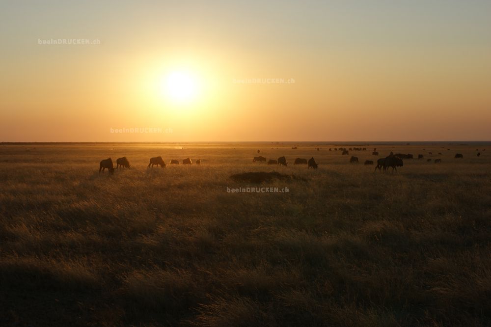 Steppe bei Nacht                                  