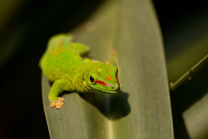 Madagaskar Gecko                                  
