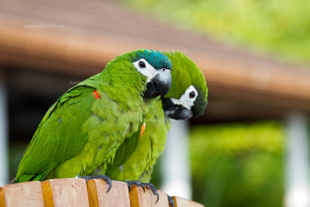 Grüner Papagei                                    