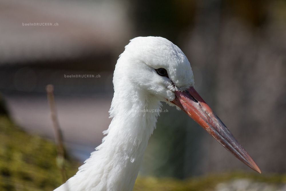 Weisser Storch                                    