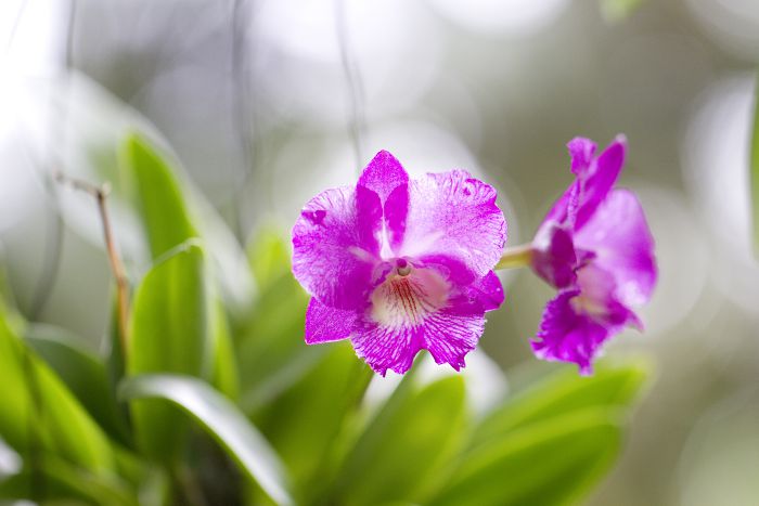 Orchidee 441                                      