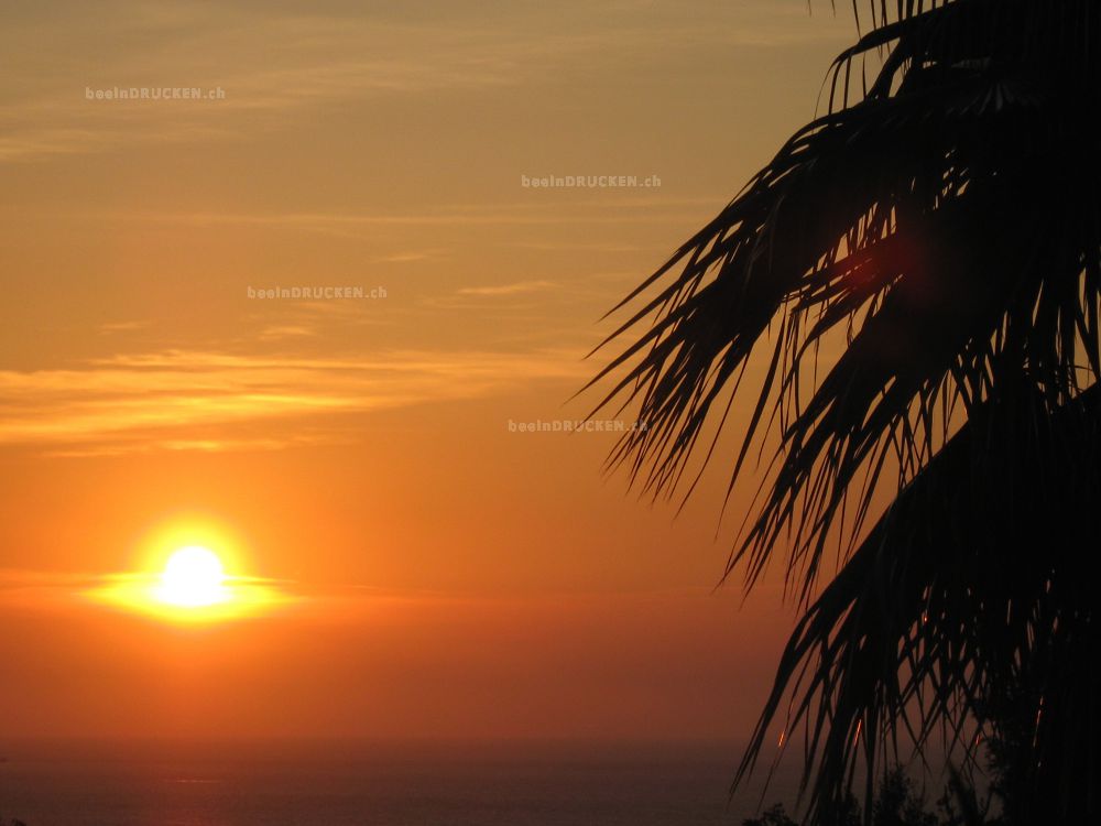 Sonnenuntergang mit Palmen                        