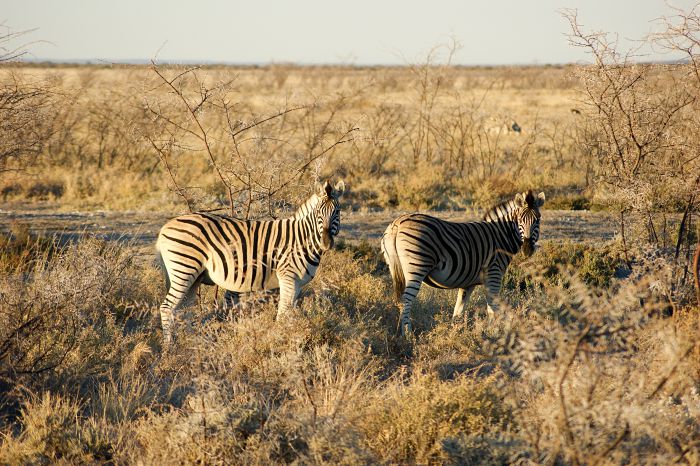 Zebras                                            