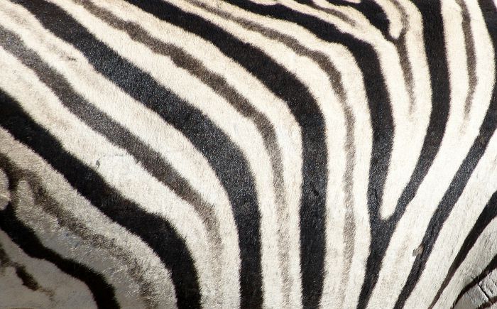 Zebramuster                                       