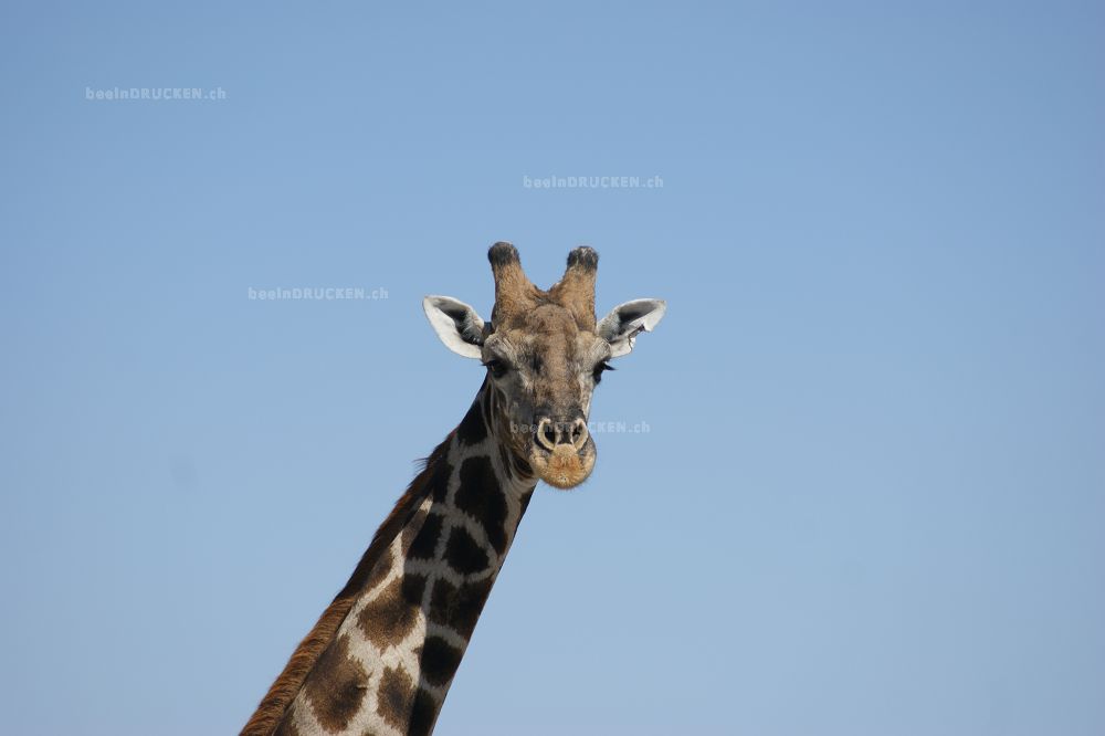 Giraffe                                           
