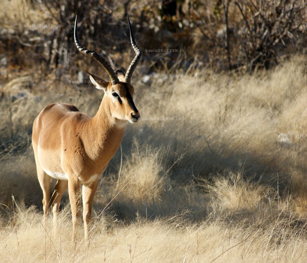 Kudu                                              