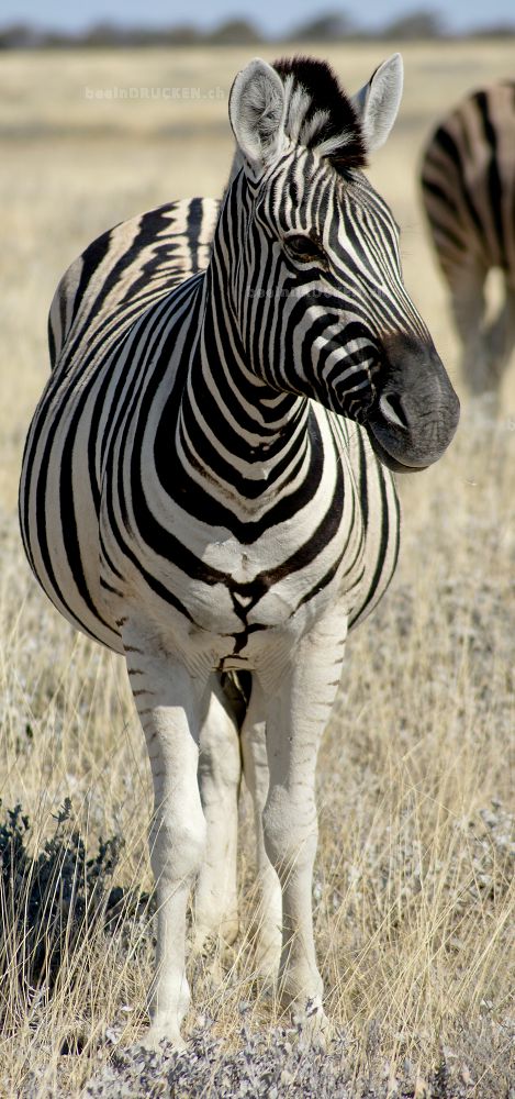 Zebra                                             