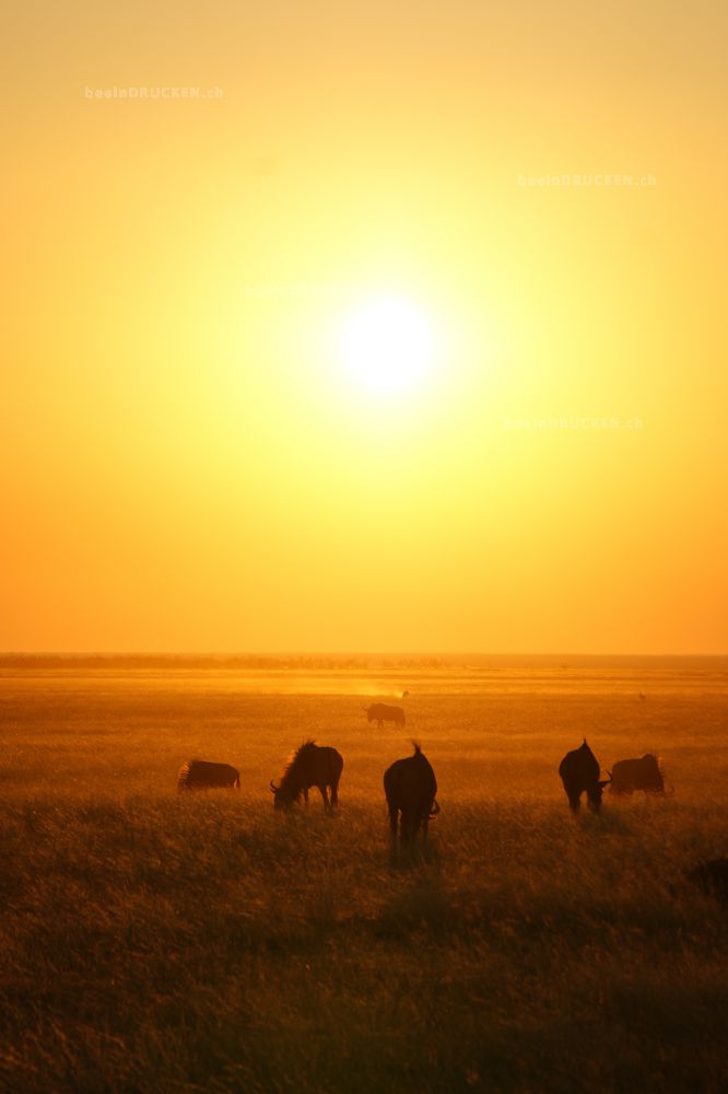 Sonnenuntergang                                   