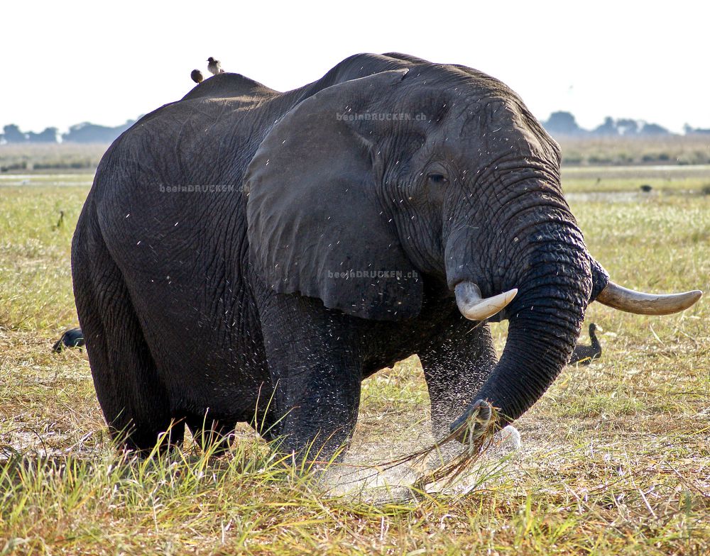 Elefant beim Essen                                