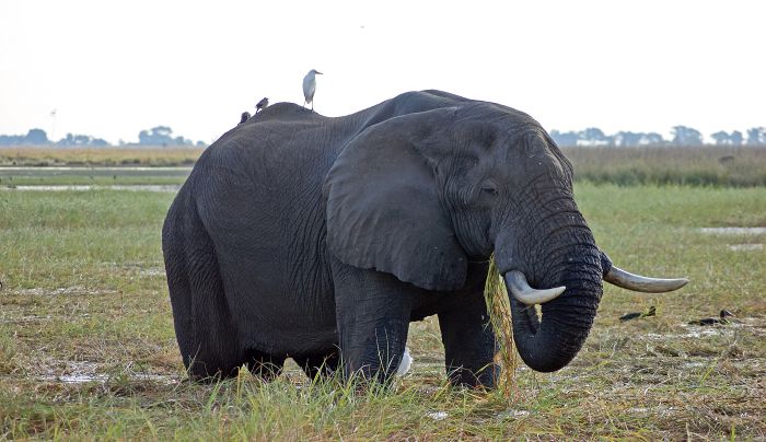 Elefant beim Essen                                