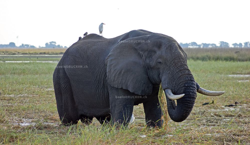 Elefant beim Essen                                