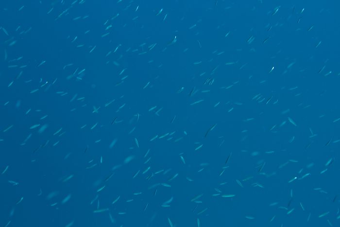 Fischschwarm                                      