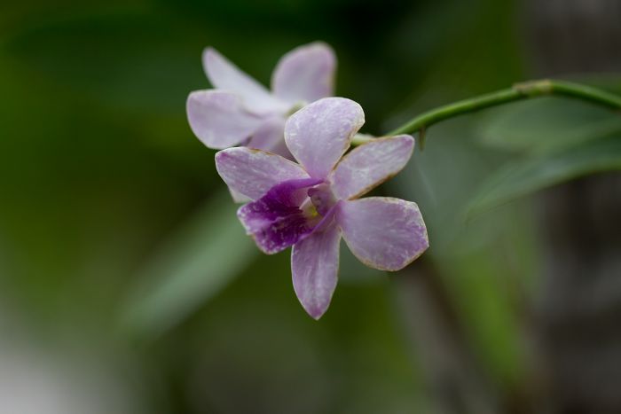 Orchidee                                          