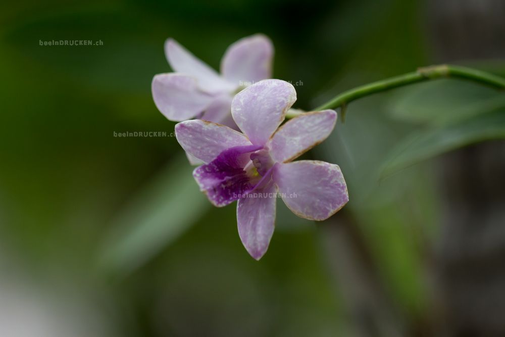 Orchidee                                          