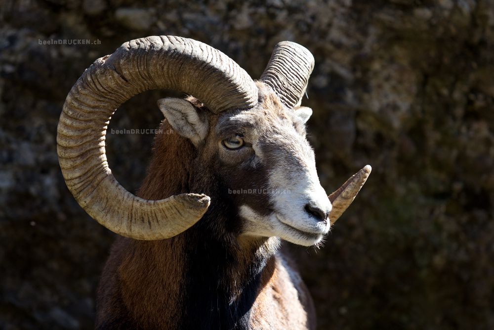 Steinbock                                         