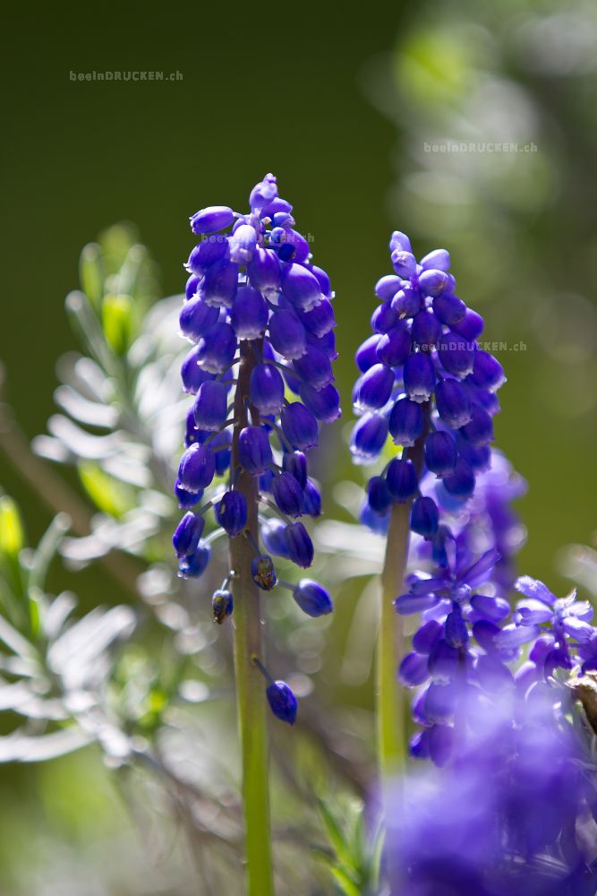 Blaue Traubenhyazinthen                           