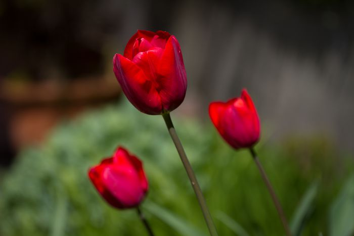 Drei Rote Tulpen                                  
