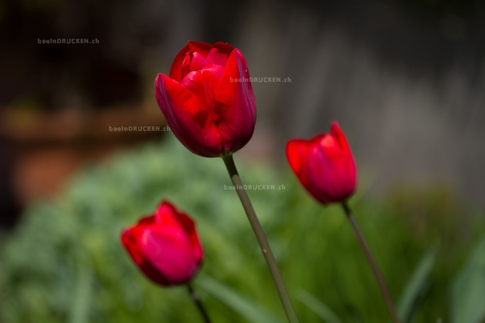 Drei Rote Tulpen                                  