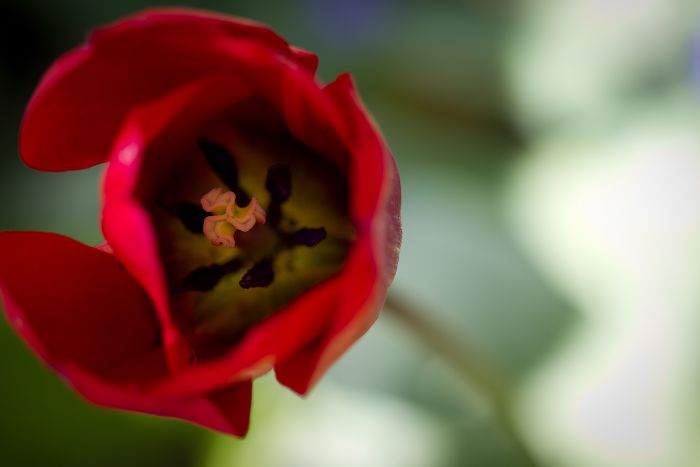 Rote Tulpe                                        