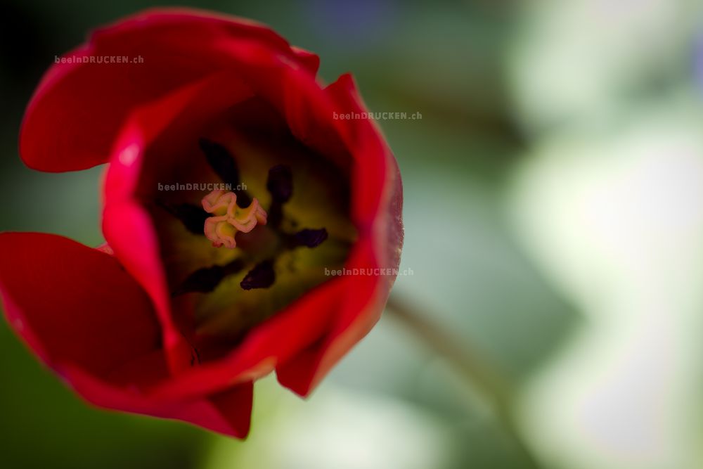 Rote Tulpe                                        