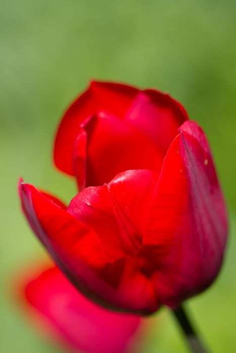 Rote Tulpe                                        
