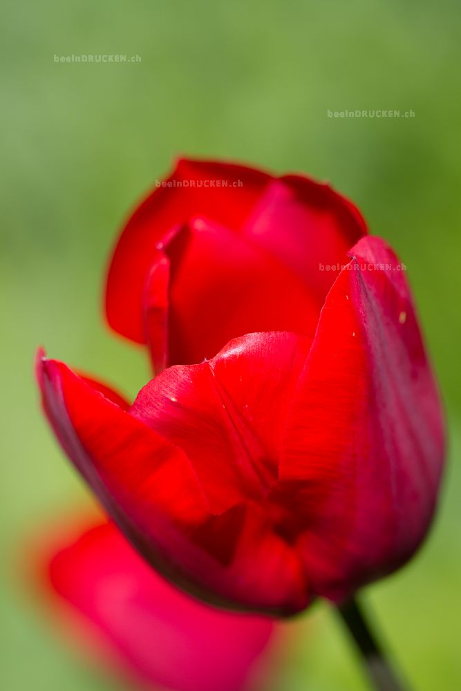 Rote Tulpe                                        