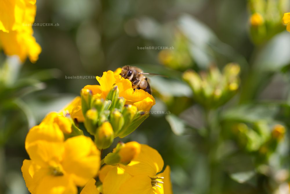 Biene auf einer Gelben Blüte                      