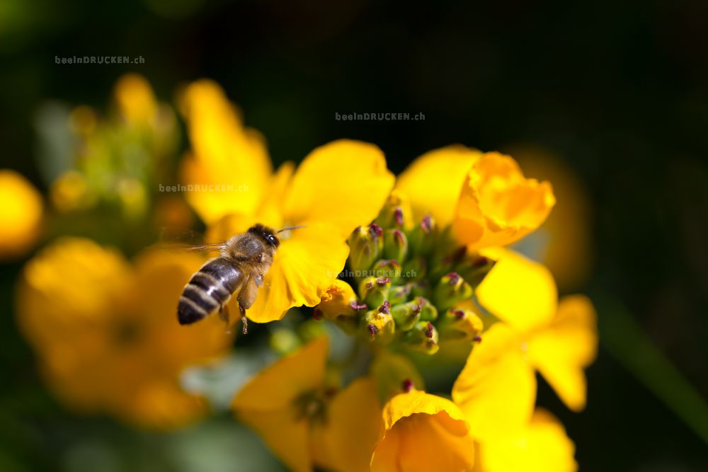 Biene auf einer Gelben Blüte                      