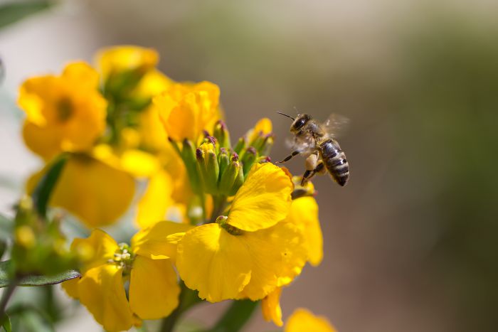 Biene auf einer Gelben Blüte                      