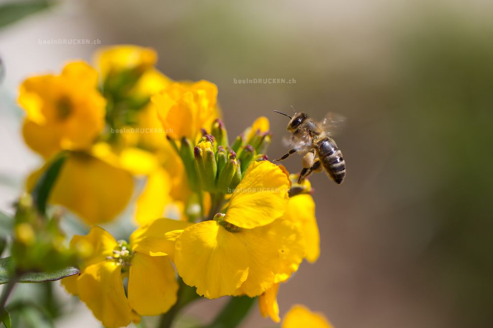 Biene auf einer Gelben Blüte                      