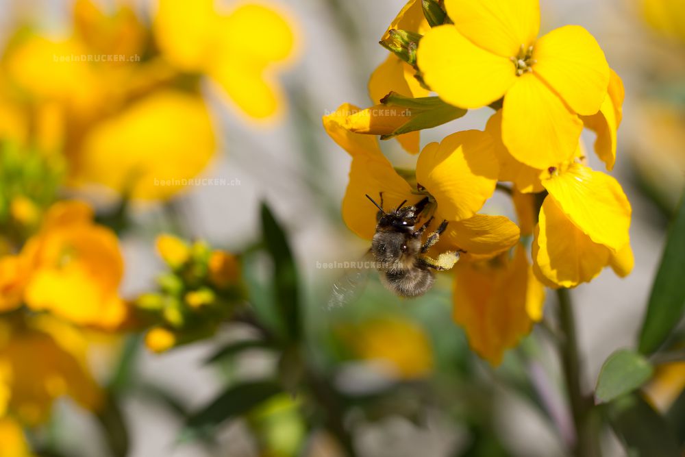 Biene auf einer Gelben Blüte                      
