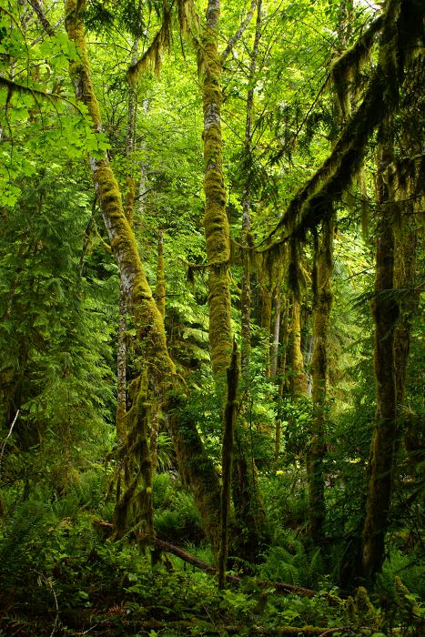 Olympic NP, Washington                            