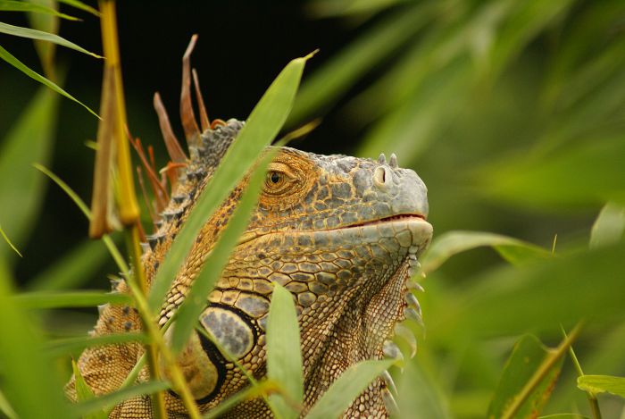 Grüner Leguan                                     