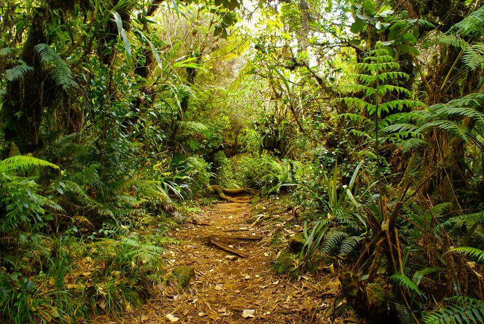 Regenwald, La Réunion                             