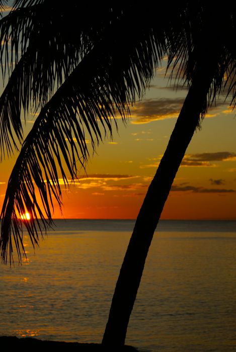Palme im Sonnenuntergang                          