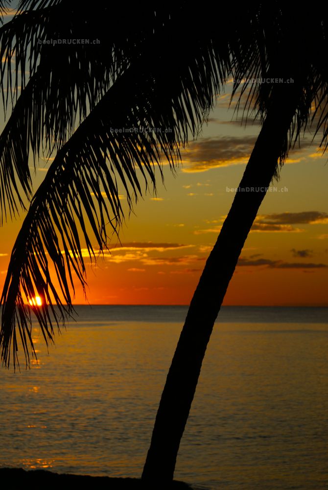 Palme im Sonnenuntergang                          