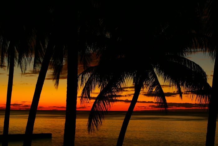 Palmen im Sonnenuntergang                         