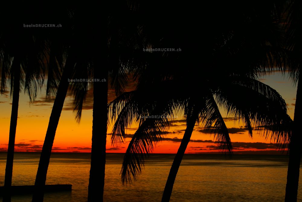 Palmen im Sonnenuntergang                         