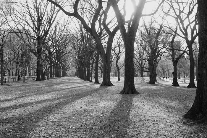 Central Park, NYC                                 