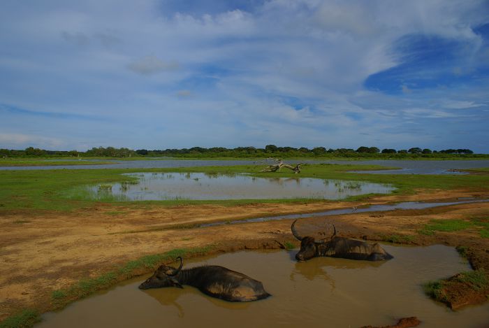Yala NP, Sri Lanka                                