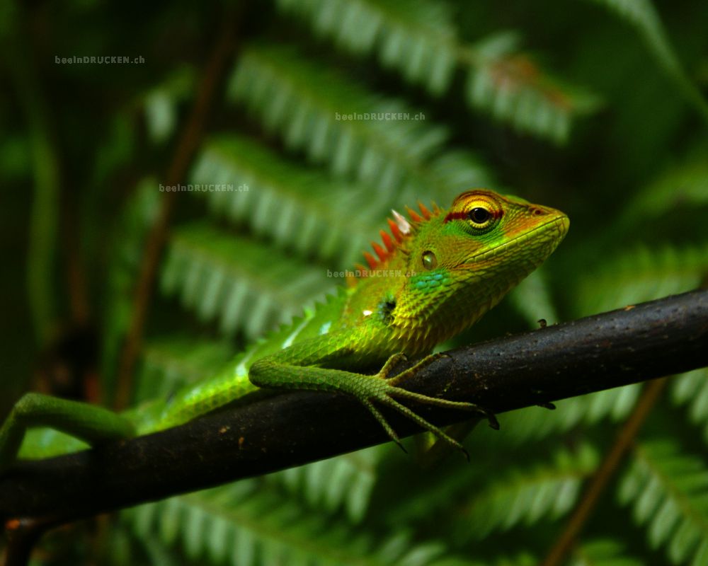 Echse, Sinharaja Forrest Sri Lanka                