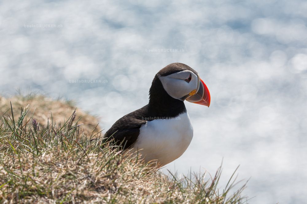 Puffin                                            