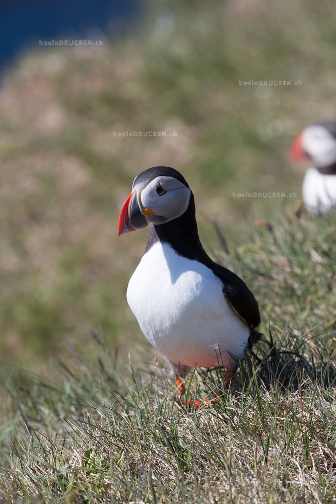 Puffin                                            