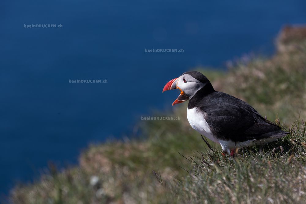 Puffin                                            