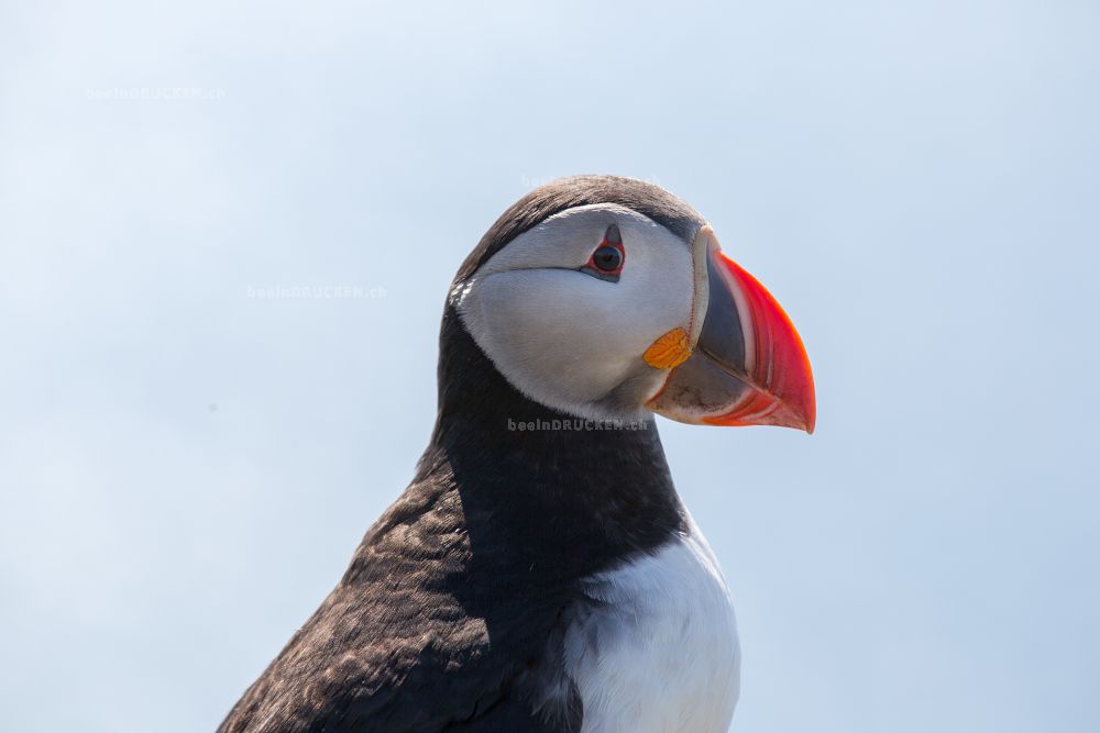 Puffin                                            