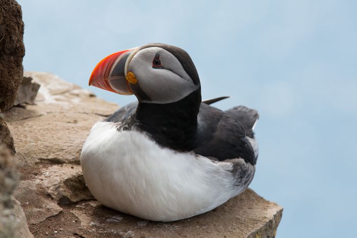 Puffin                                            