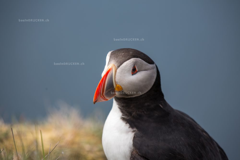 Puffin                                            