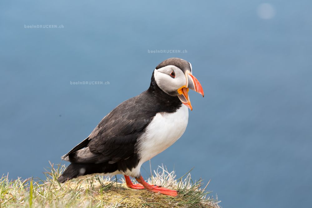 Puffin                                            