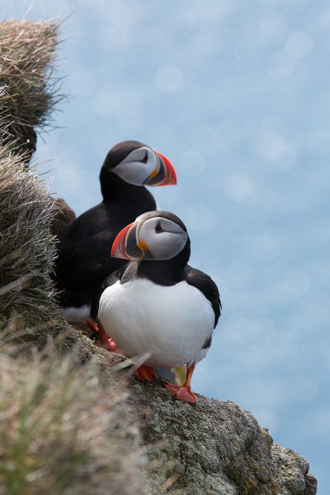 Puffin                                            